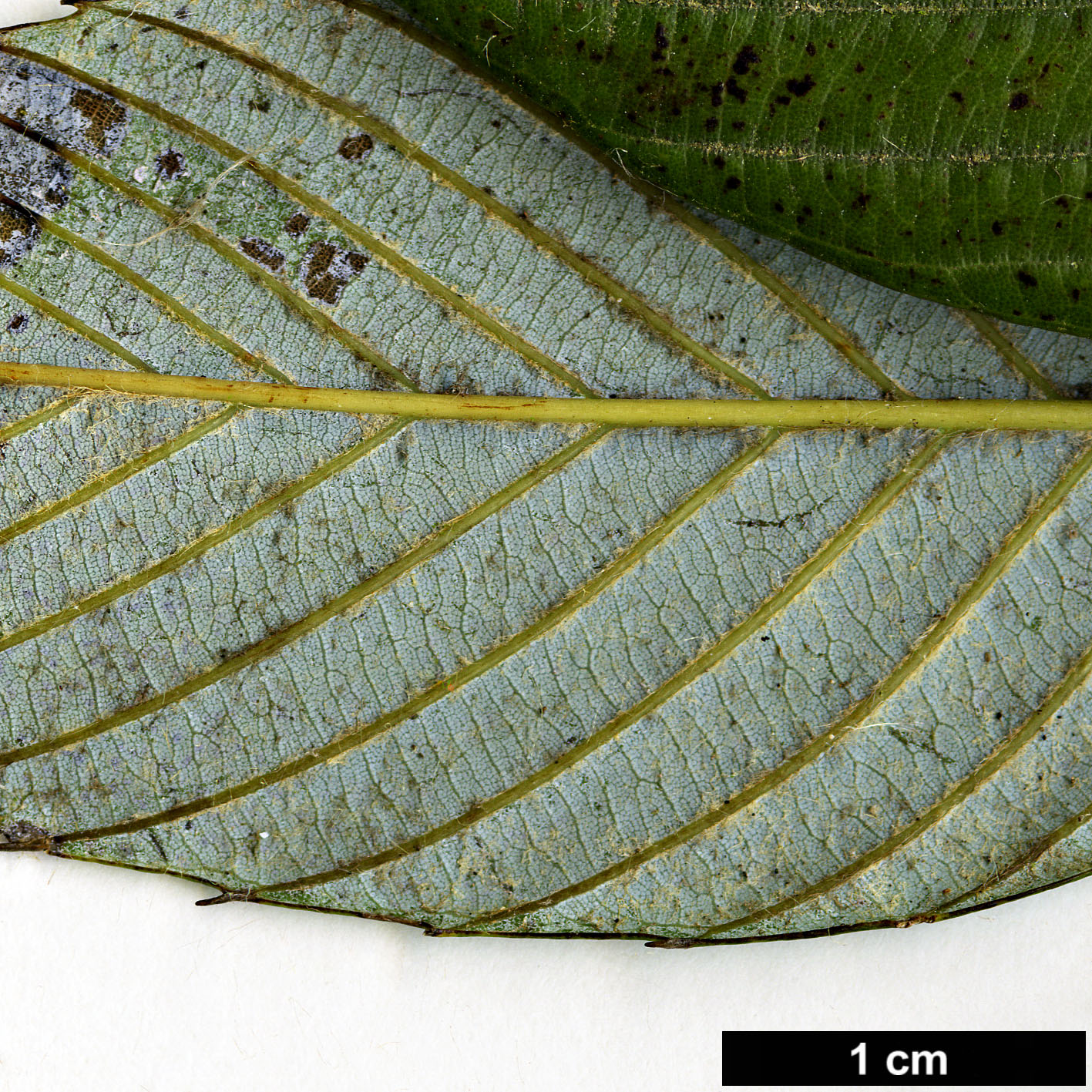 High resolution image: Family: Fagaceae - Genus: Quercus - Taxon: lamellosa